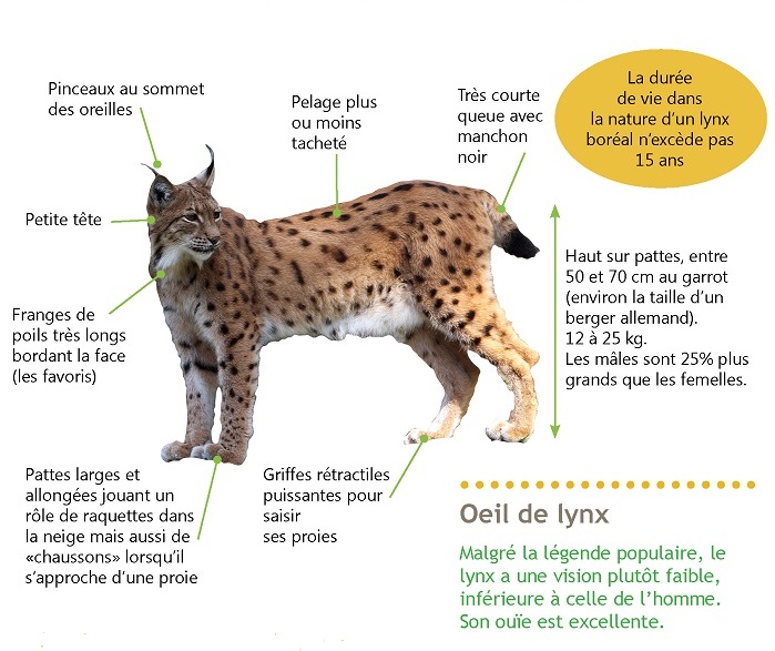 Le Lynx - Jedisjeux - et les autres jours aussi