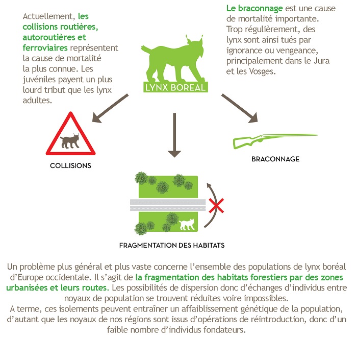 Le lynx, espèce menacée en France