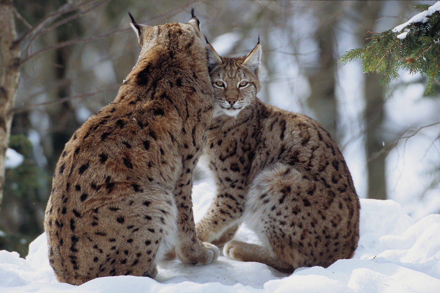 Le lynx atil encore sa place dans les Vosges ?  FERUS