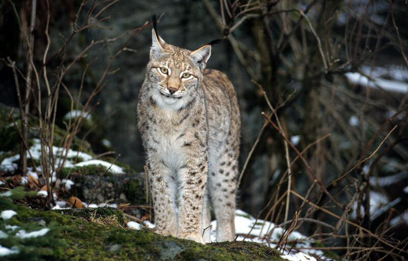 Un Lynx Dans Les Corbieres Aude Ferus