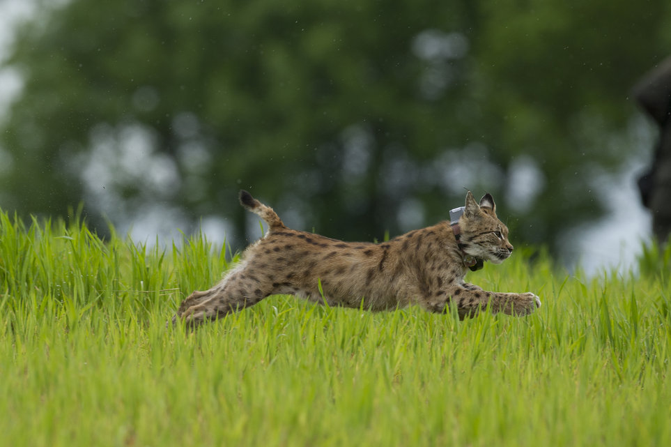 Deux lynx libérés après cinq mois de soins au centre Athénas