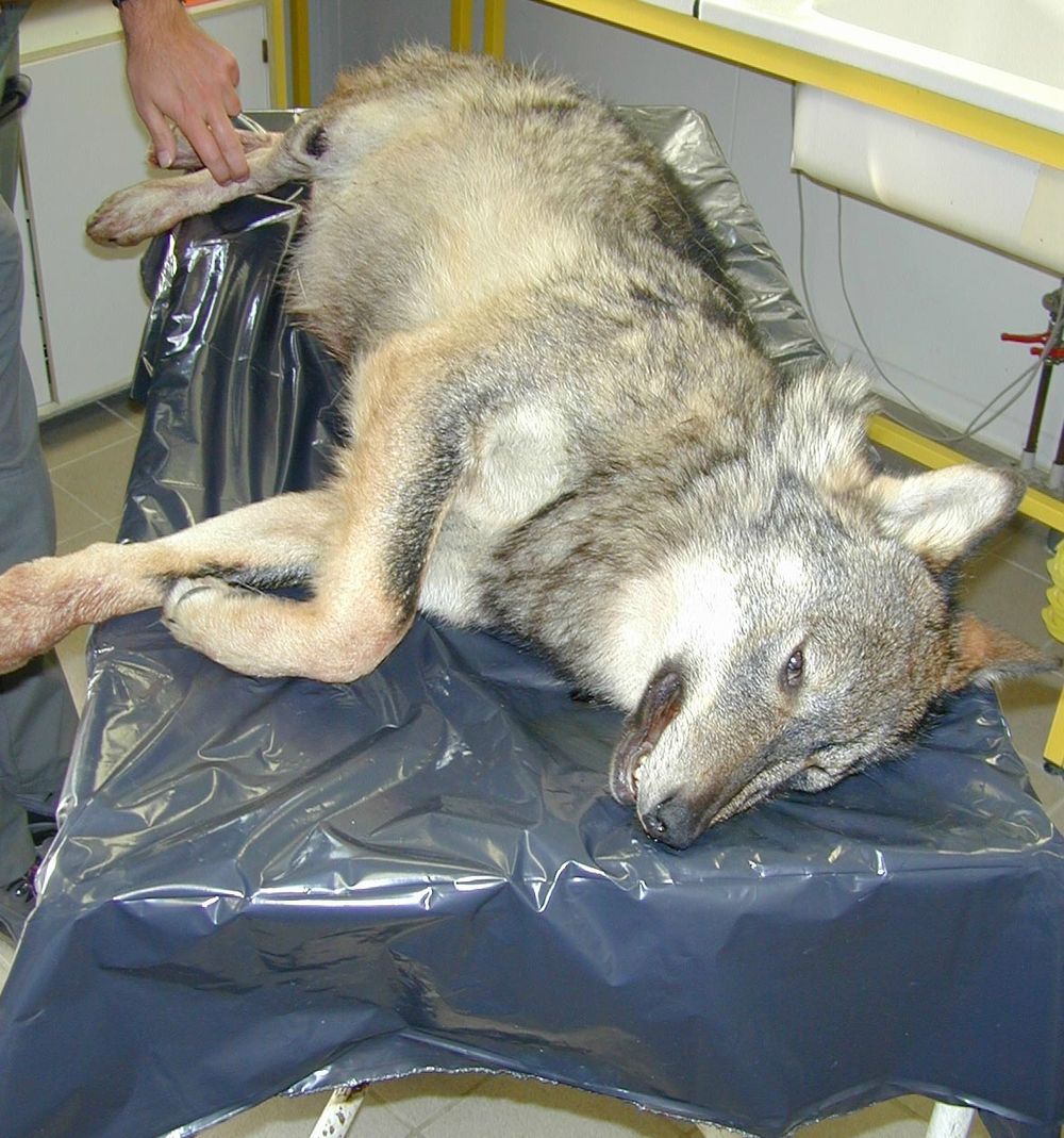 Loup: environ 50 canidés tués par les tirs préventifs