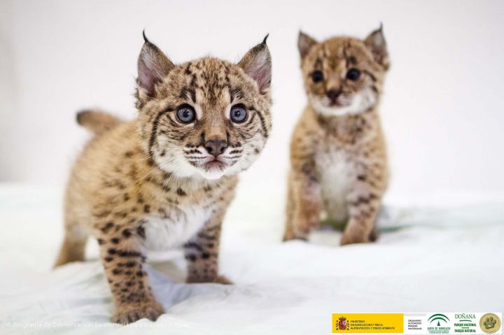 Lynx iberique : taille, description, biotope, habitat, reproduction