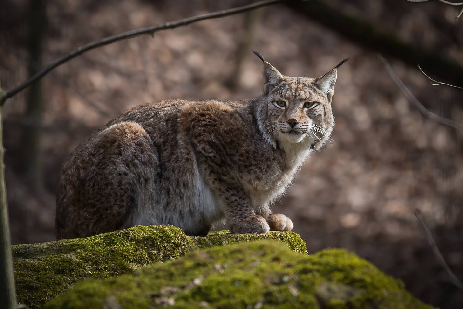 Le lynx, espèce menacée en France
