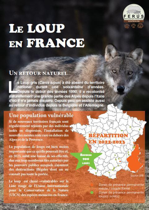 Le loup, de retour dans nos forêts en France depuis 30 ans